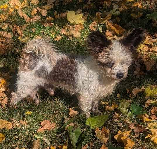 Photo of Scrappy Joe