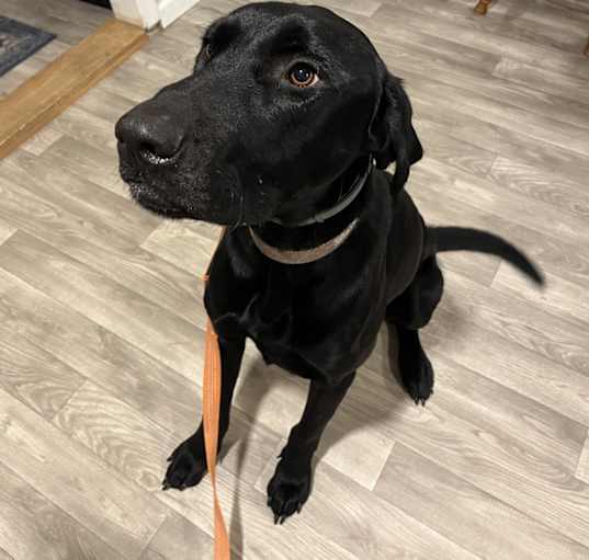 Photo of Maverick