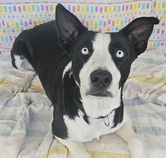 Photo of CHARLIE
