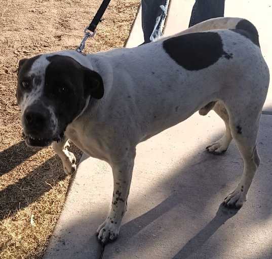 Photo of Snoopy-Agoura Hills, CA