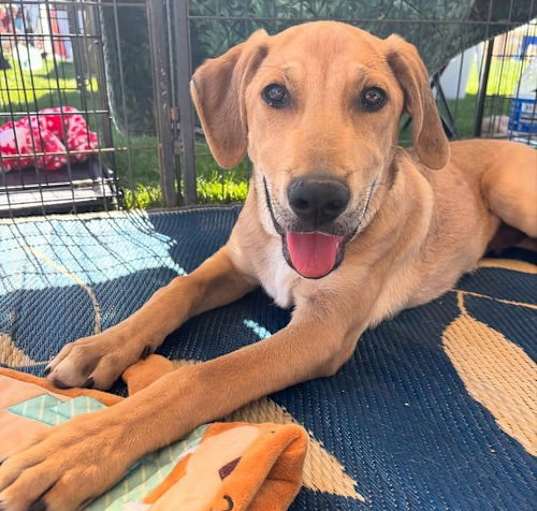 Photo of Maverick ***Courtesy Post***
