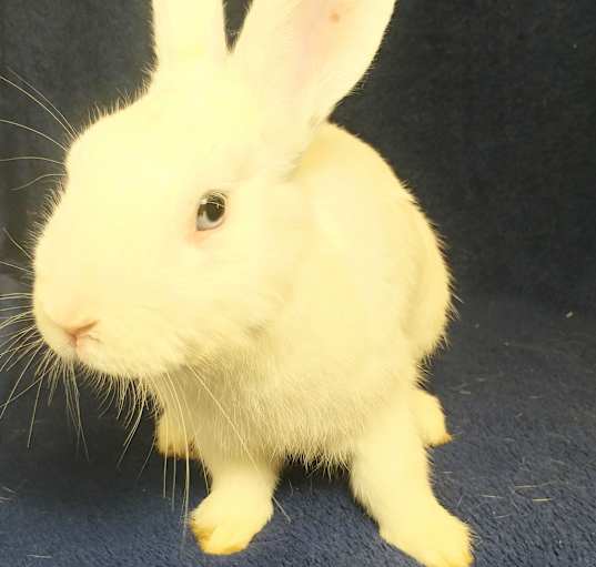 Photo of Albus