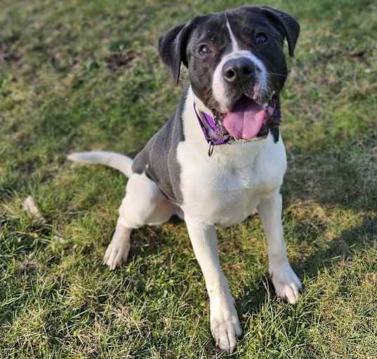 Photo of Huck