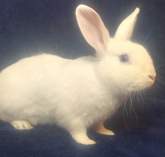 Photo of BeeGee