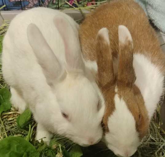 Photo of Tumshie & Rutabaga