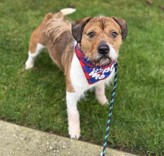 Photo of Rusty