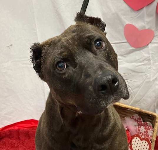 Photo of Chaco