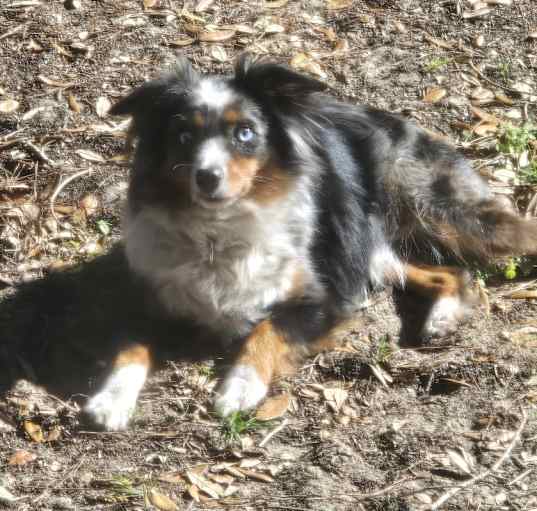 Photo of Milo