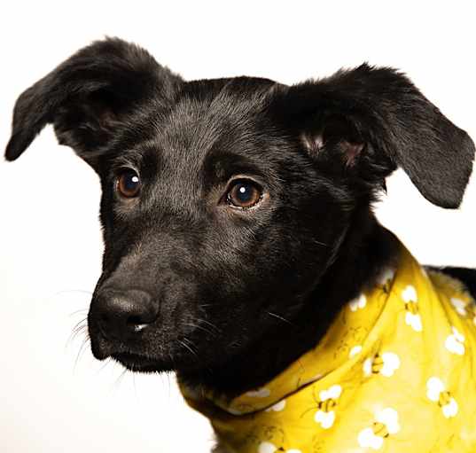 Photo of Flora - Reduced Adoption Fee