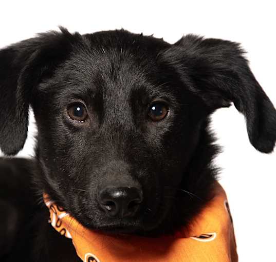 Photo of Fleur - Reduced Adoption Fee