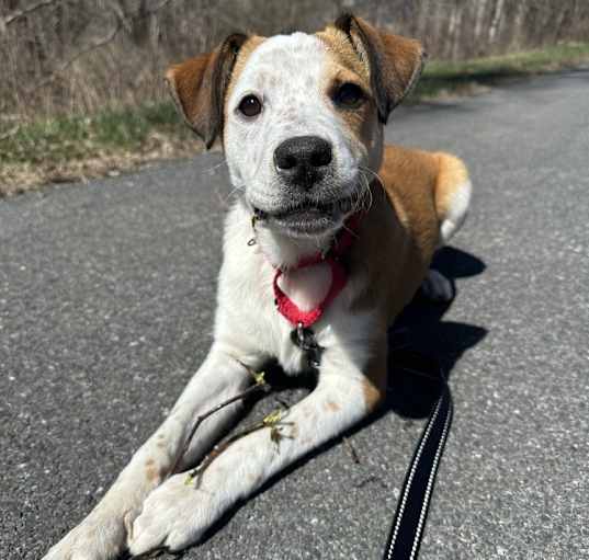 Photo of LeeAnn (L Puppies)