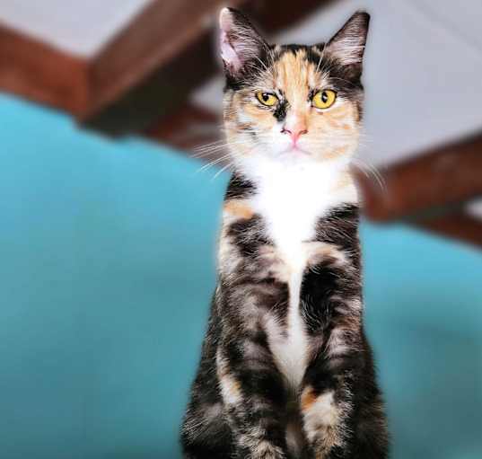 Photo of Betina