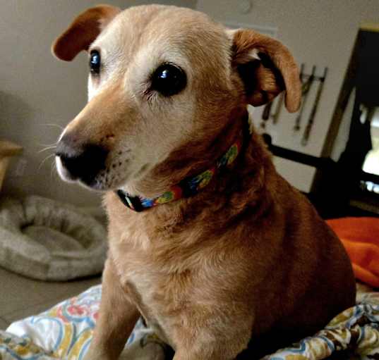 Photo of Rosy