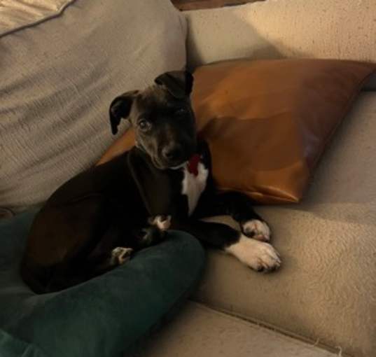 Photo of Socks