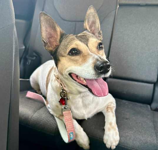 Photo of Maddie (velcro dog 🐾)