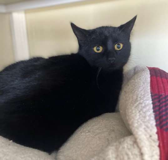 Photo of Pumpkin