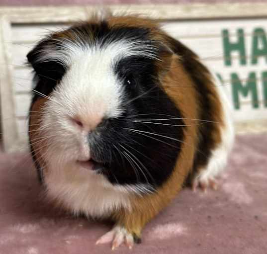 Photo of Tripp