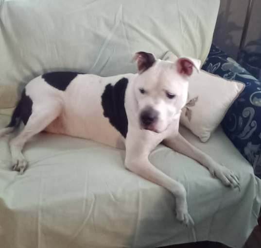 Photo of Oreo