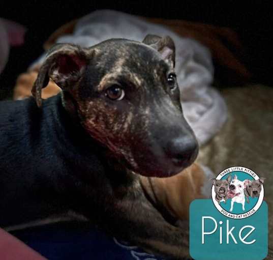 Photo of Pike Latte