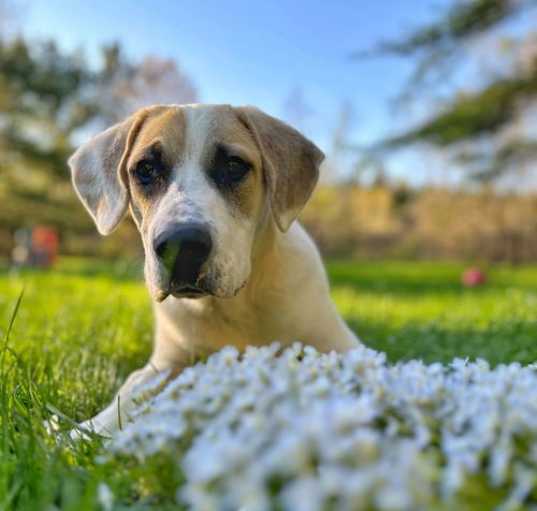 Photo of SIMBA