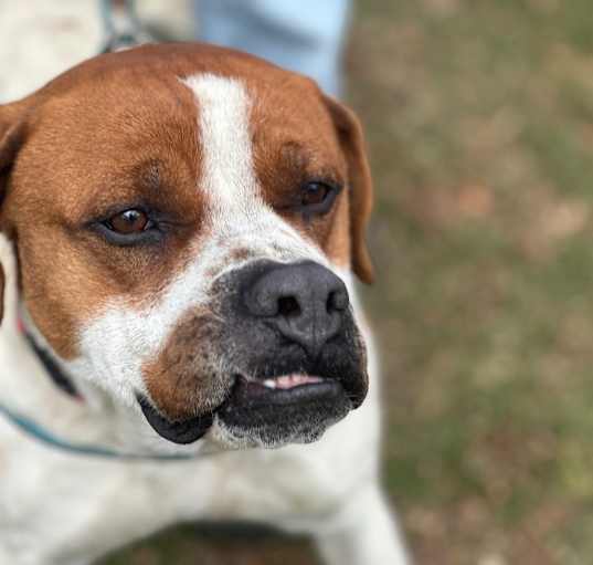 Photo of Roscoe