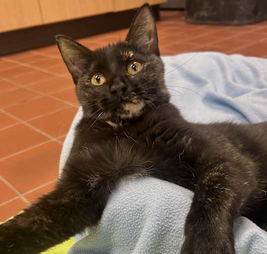 Photo of Bess