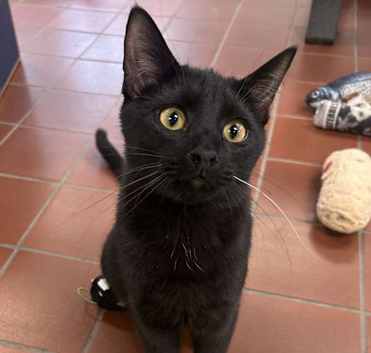 Photo of Bosco
