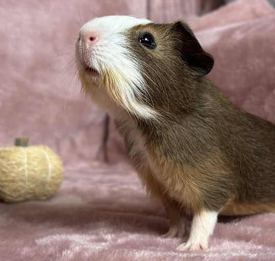 Photo of Palmer