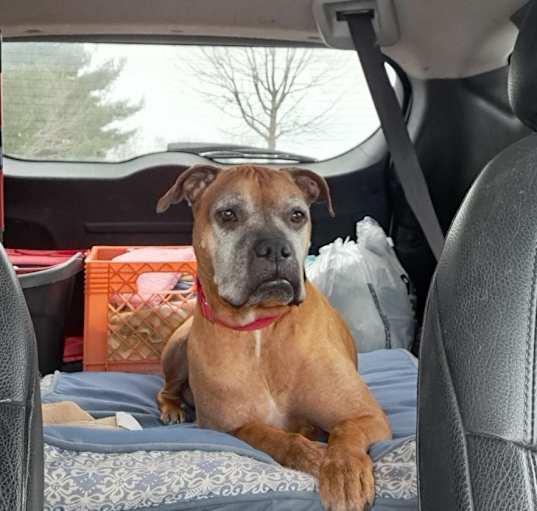 Photo of Rufus