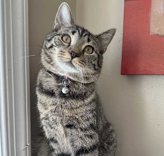 Photo of Atticus