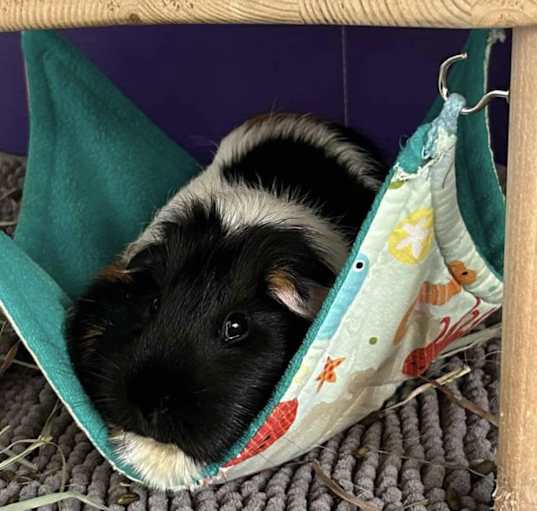 Photo of Allie