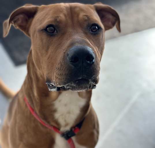Photo of Sir Charles