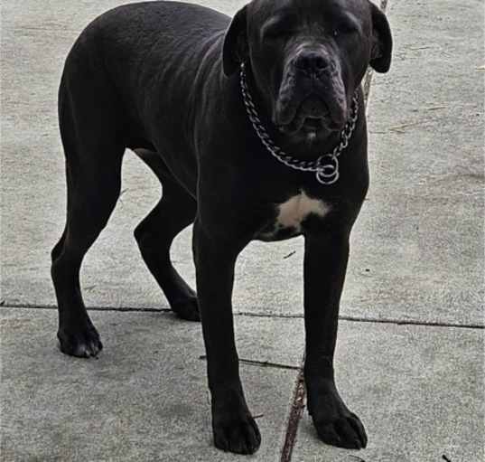 Photo of Blue