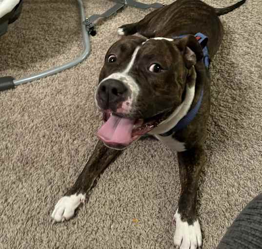 Photo of Blue