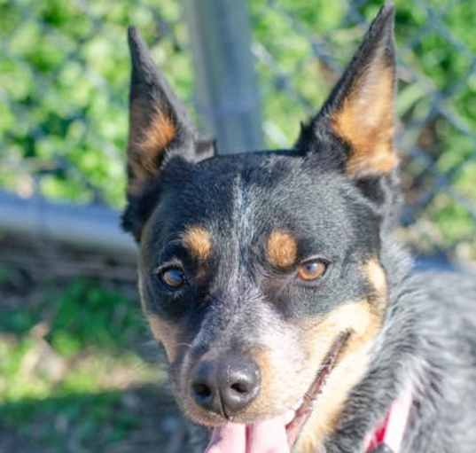 Photo of Lacey
