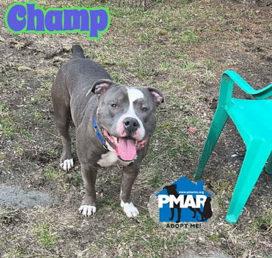 Photo of Champ