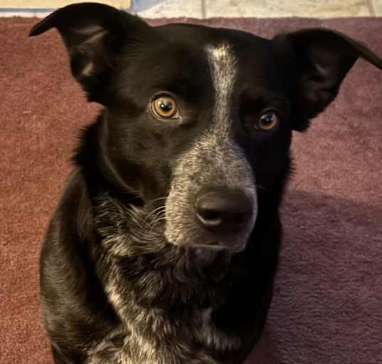 Photo of Oreo
