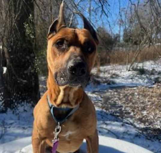 Photo of Baxter 2 URGENT URGENT!