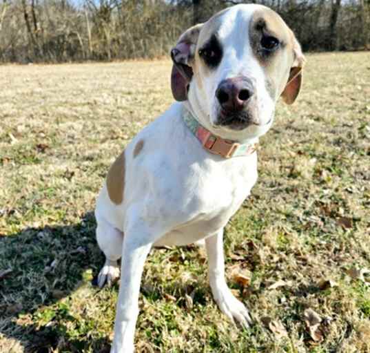 Photo of Bandit