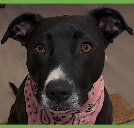 Photo of Nova