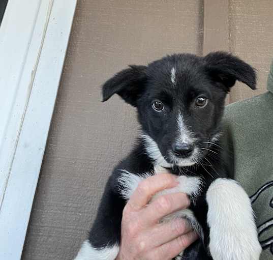 Photo of Poppy