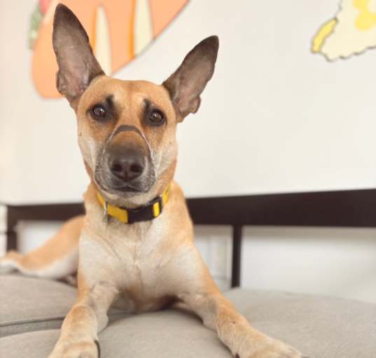 Photo of Ginger
