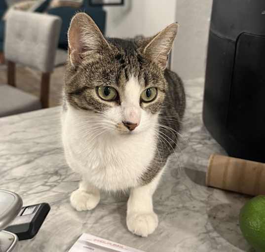 Photo of Millie
