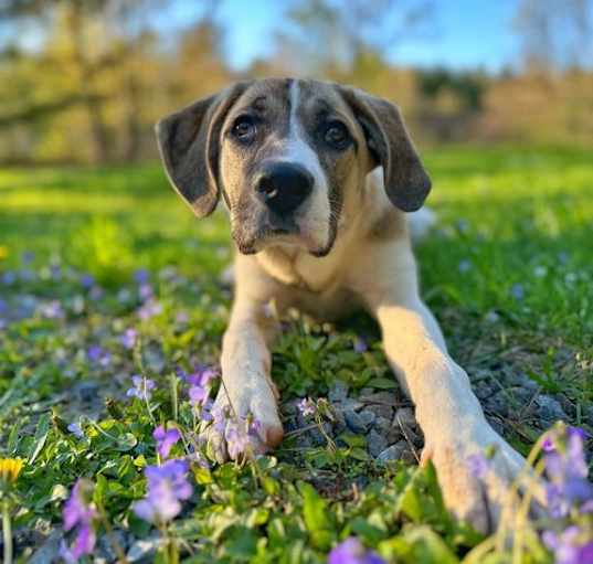 Photo of STELLA