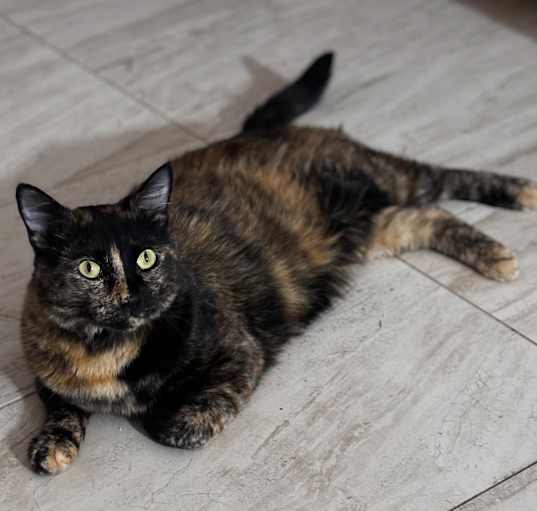 Photo of Chiquita