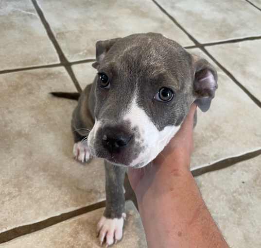 Photo of Roxie