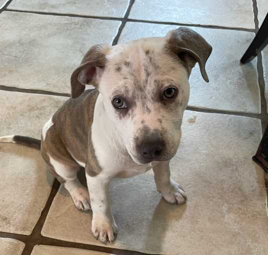 Photo of Peppermint Patty