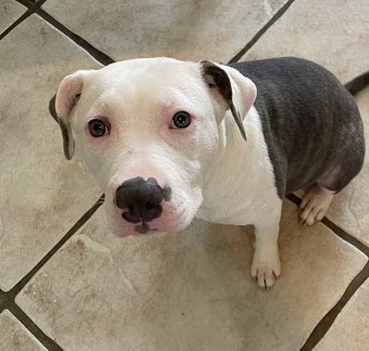 Photo of Roxie