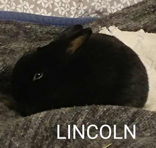 Photo of Lincoln