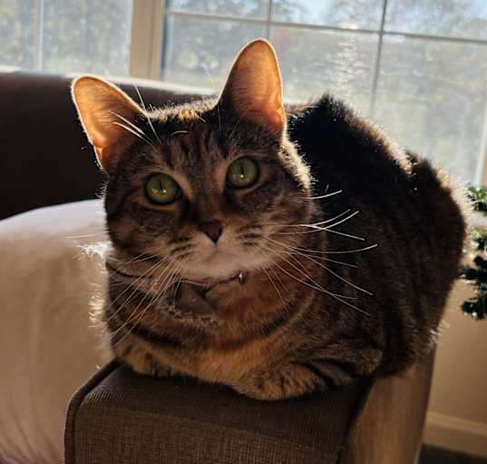 Photo of Nala